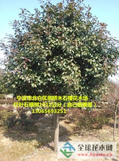 浙江宁波红叶石楠树10-12公分