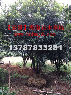 湖南杨梅树图片